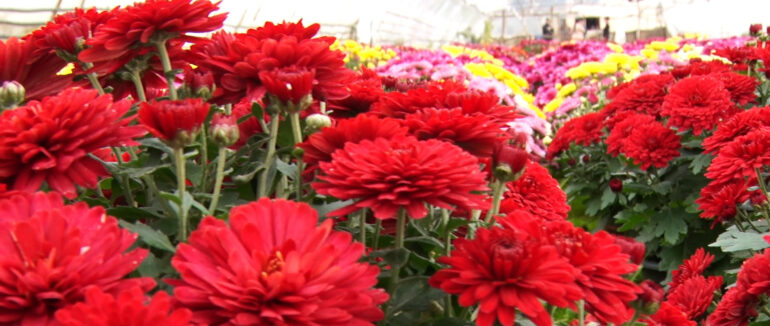 Запашний бізнес під час війни: робота “квіткарів” Великих Ком’ят на Берегівщині (ВІДЕО)