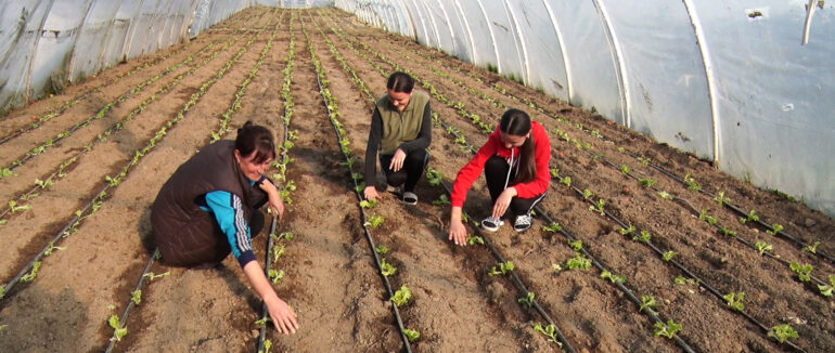 Продаватимуть до нового року: вирощення салату у Боржавському на Берегівщині (ВІДЕО)