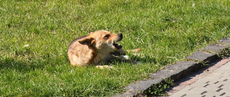 Покусані діти і дорослі: спецрепортаж про напружену ситуацію з безпритульними собаками у Сваляві (ВІДЕО)