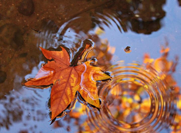 Цього тижня на Закарпатті буде хмарно та прохолодно