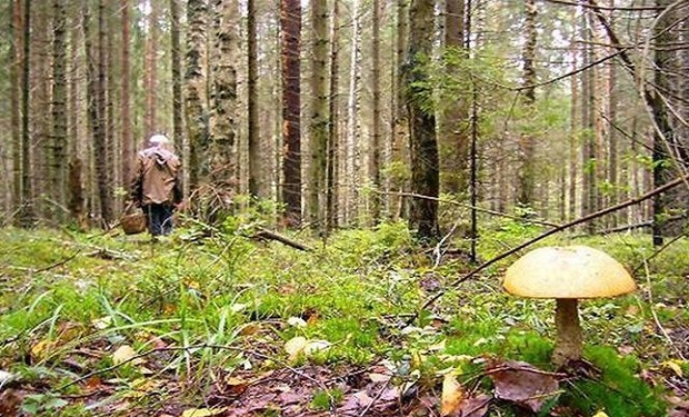 Минуло три дні: на Мукачівщині у лісі шукають мукачівця, який пішов по гриби і зник