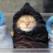 Україну чекає різке похолодання: будуть дощі, а в Карпатах – сніг