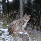 Унікальне зображення тварини: рись євразійська потрапила у фотопастку у лісі на Рахівщині