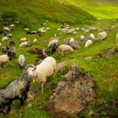 Закарпатцям нагадують щодо необхідності реєстрації тварин у Держпродспоживслужбі