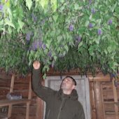 Суміш із унікальних закарпатських рослин: збір трав для еко-чаїв завершили у нацпарку “Синевир”