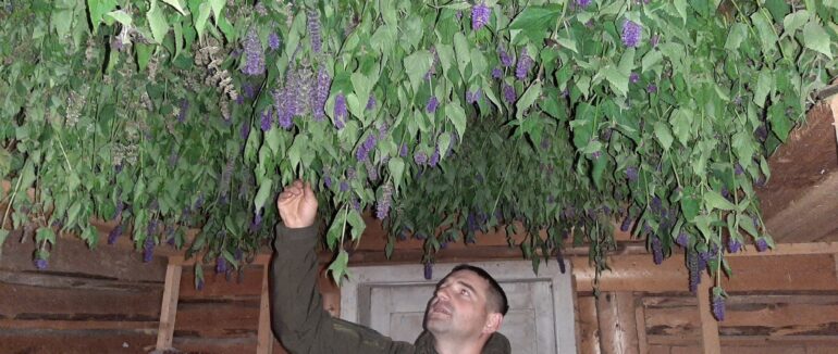 Суміш із унікальних закарпатських рослин: збір трав для еко-чаїв завершили у нацпарку “Синевир”