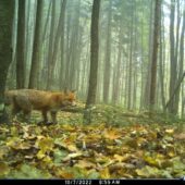 Фотопастка зафіксувала цікавого хижака на Закарпатті