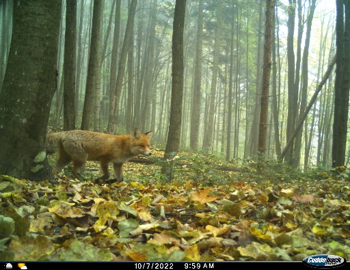 Фотопастка зафіксувала цікавого хижака на Закарпатті