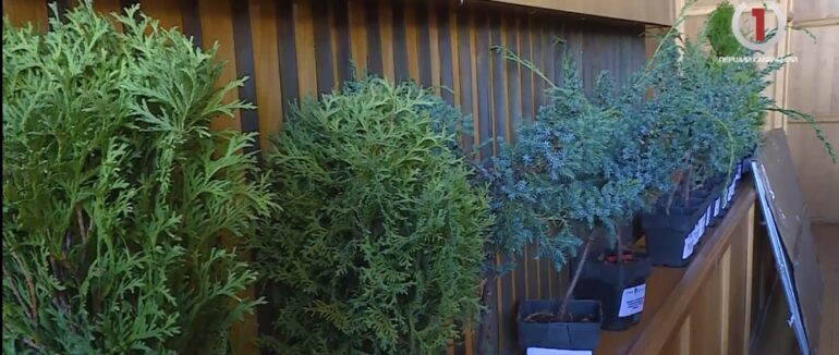 Оцінка і “ціна” дерев: в Ужгороді підсумували процес інвентаризації дерев в Ротарі-парку (ВІДЕО)