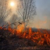 Збереження екосистеми: на Закарпатті спалювання сухостою зросло на 210%