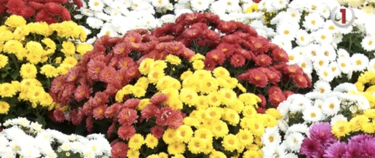 Підготовка до Дня померлих: ціни на вінки і квіти Мукачева (ВІДЕО)