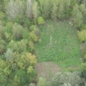 Насіяли коноплі на 18 мільйонів: двом закарпатцям оголосили про підозру