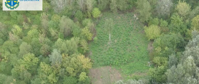 Насіяли коноплі на 18 мільйонів: двом закарпатцям оголосили про підозру