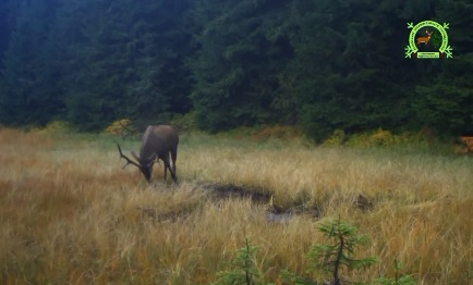 На Рахівщині завершився період реву оленя