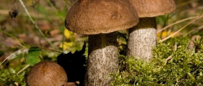 На Закарпатті збільшилася кількість отруєнь грибами: є важкі випадки