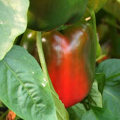 Робота з “перцем”: жителі Боржавського похизувалися своїм врожаєм (ВІДЕО)