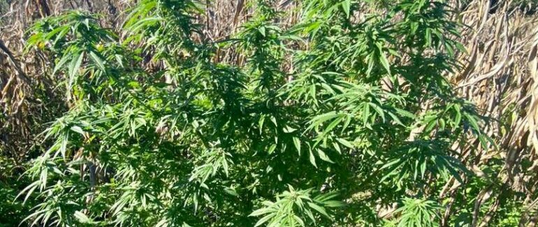 На Виноградівщині викрили місцевого жителя на вирощуванні коноплі