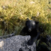 Альпініст із криком відбивався від ведмедя, чіпляючись за скелю