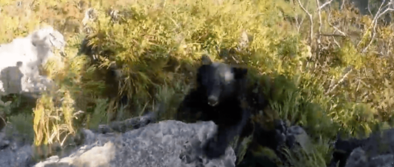 Альпініст із криком відбивався від ведмедя, чіпляючись за скелю