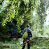 Пошуки тривають: на Мукачівщині досі шукають заблукалого грибника