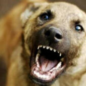 На 10-річну дитину в Сваляві накинулися 10 безпритульних собак