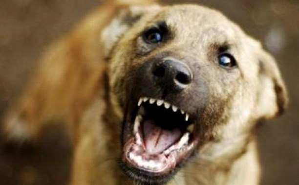 На 10-річну дитину в Сваляві накинулися 10 безпритульних собак