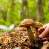 Четвертий день на Закарпатті тривають пошуки зниклого грибника