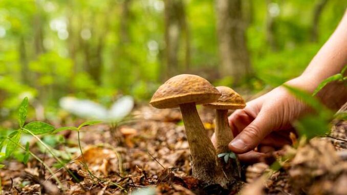 Четвертий день на Закарпатті тривають пошуки зниклого грибника