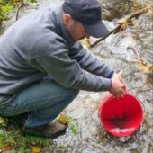 13 тисяч мальків лосося дунайського: на річках Закарпаття здійснили зариблення
