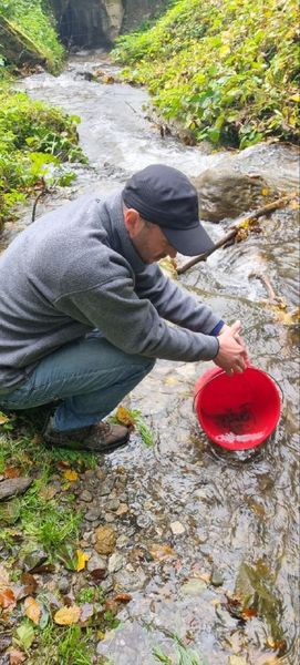 13 тисяч мальків лосося дунайського: на річках Закарпаття здійснили зариблення