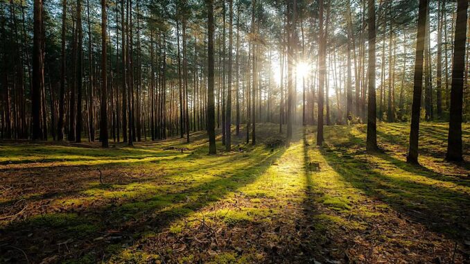 Третій день шукають заблукалого киянина у лісі на Закарпатті