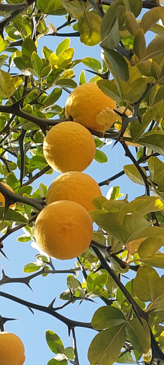 У Мукачеві дозрівають лимони