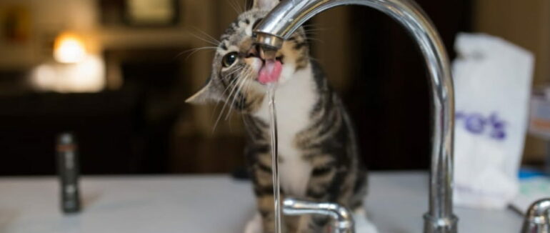 Частина ужгородців тимчасово буде без води