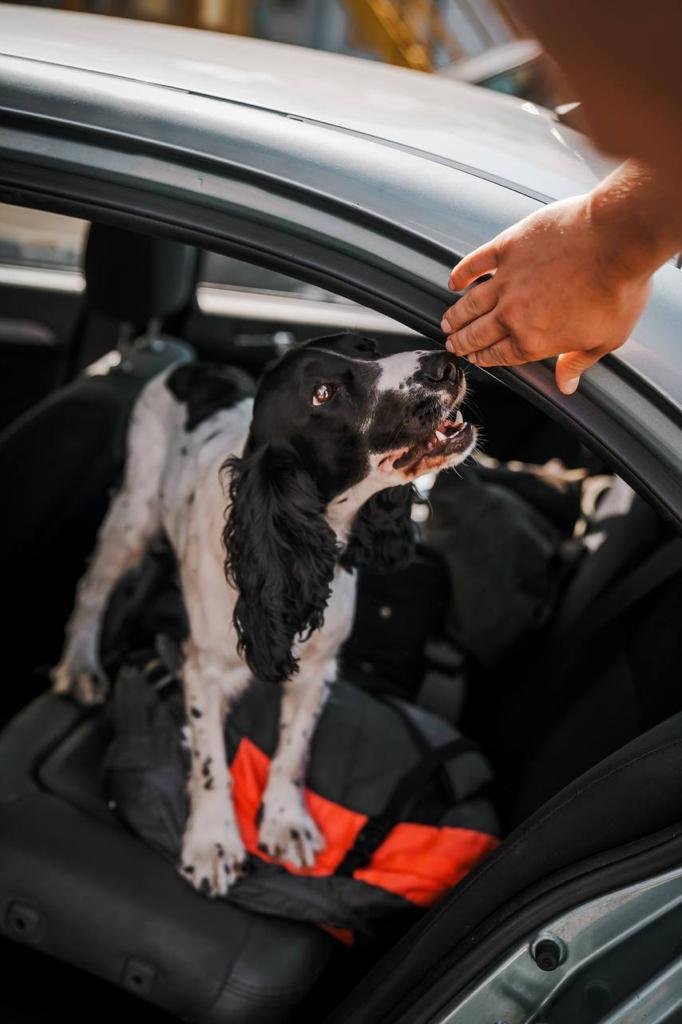 Чотирилапі помічники інспекторів-кінологів Закарпатської митниці – серед найкращих пошуківців