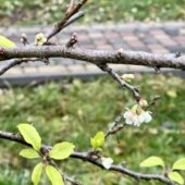 На Тячівщині у високогірному селі зацвіли дерева