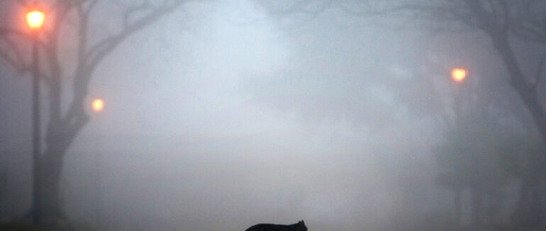 Закарпатців попередили про густий туман