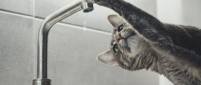 В Ужгороді сьогодні не буде вод: де саме