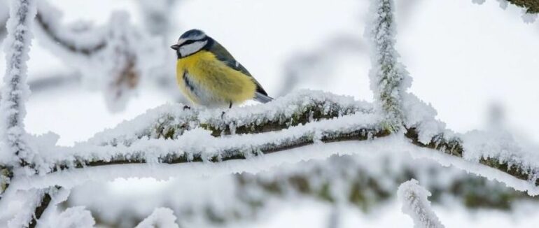 Коли в Україні випаде сніг: синоптикиня розповіла