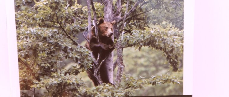 Ужанському нацпарку передали фотопастки для моніторингу великих хижаків