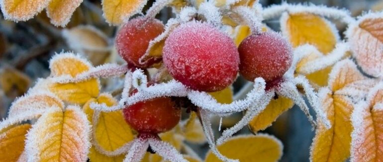 Перші морози: якою буде погода на Закарпатті