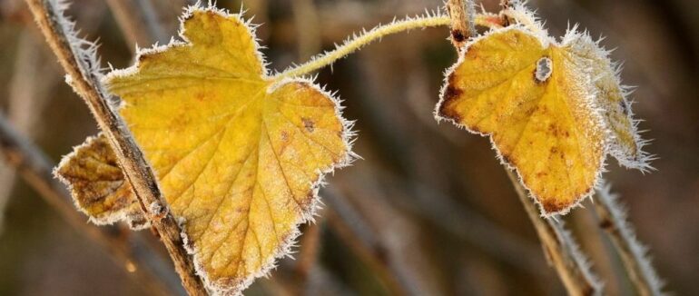 До України йде перше відчутне похолодання: коли очікувати