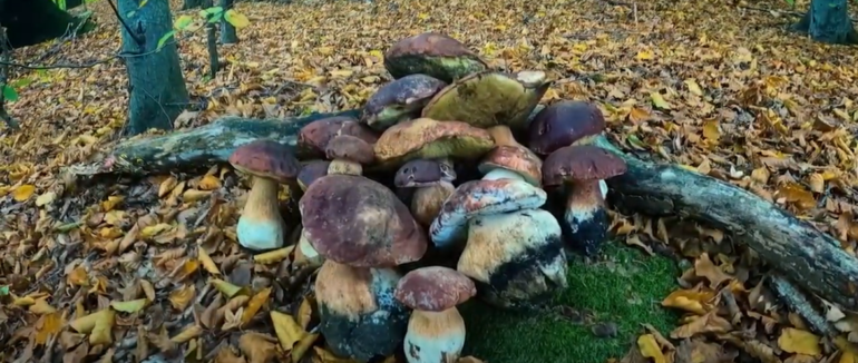 У соцмережі чоловік похизувався білими гриба, які знайшов у закарпатському лісі