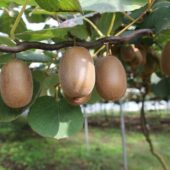 На Закарпатті аграрії зібрали понад тонну врожаю ківі