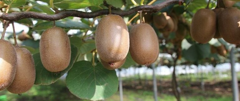 На Закарпатті аграрії зібрали понад тонну врожаю ківі