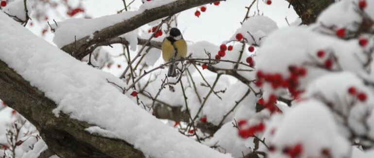 Зима вже близько: якою буде погода в грудні