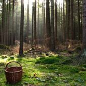 У пошуках зниклого: на Мукачівщині чоловік загубився в лісі