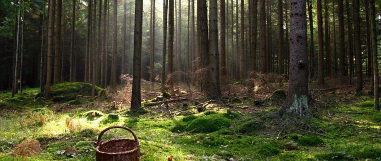 У пошуках зниклого: на Мукачівщині чоловік загубився в лісі