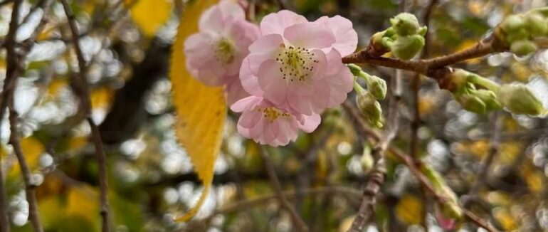 Цвіт сакури восени: у Мукачеві розквітла “шалена сакура”