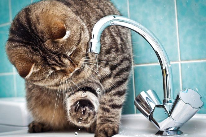 Тимчасово призупинено водопостачання на частині правобережної сторони Ужгорода