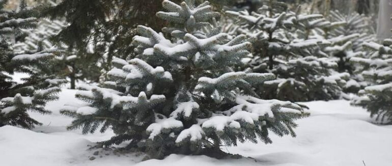 На Закарпатті посилюють охорону хвойних насаджень